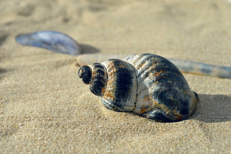 Coastal Discoveries
